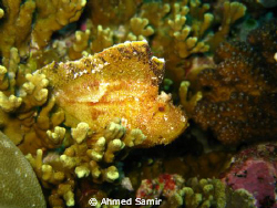 Leaf fish from Madivaru, Rasdhoo Atoll - Maldives. by Ahmed Samir 